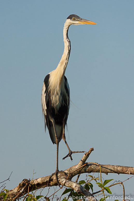 cocoi heron